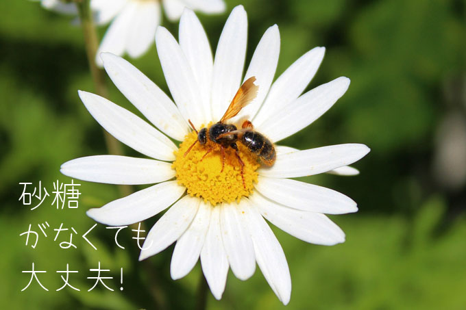 bees-596268_1280
