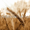 wheat-578195_1280